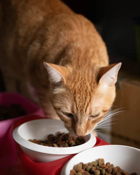 Un chat roux mange des croquettes dans une gamelle blanche