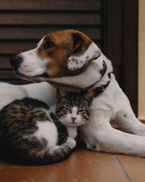 Un chien et un chat tigré blottis l'un contre l'autre