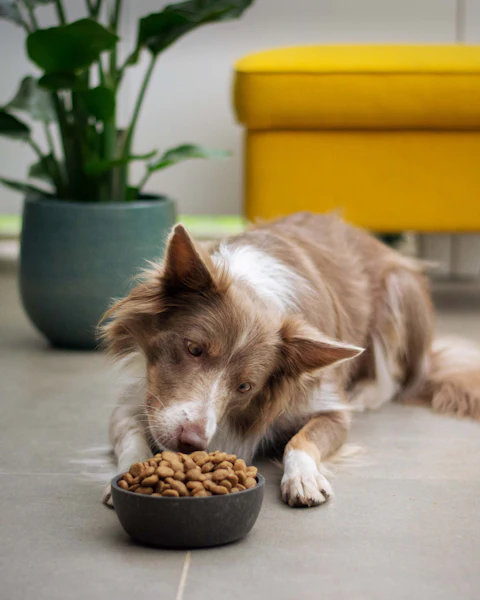 Un chien allongé mange des croquettes dans un bol