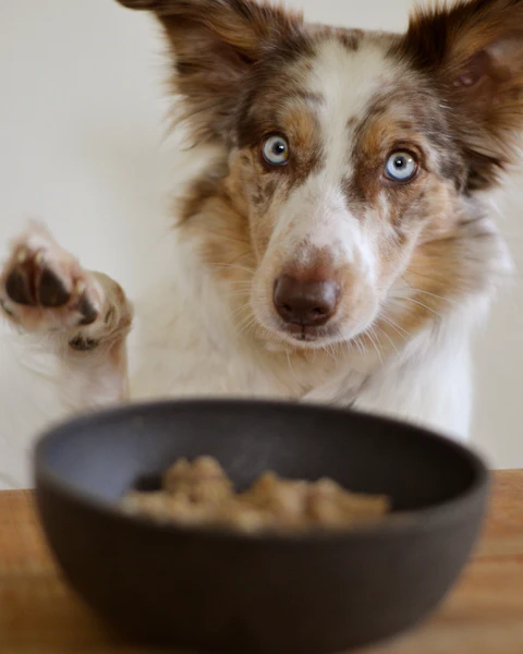 Un chien aux yeux bleus regarde la gamelle de pâtée posée devant lui