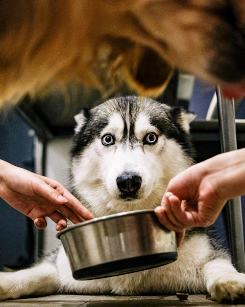 Un husky attend pendant que deux mains lui servent sa gamelle